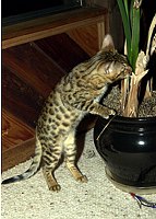 Lancelot at 17 weeks.  